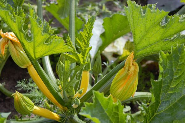 Wunderschöne Blüten bei den Gemüsepflanzen