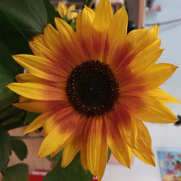 So herrlich blühen die Sonnenblumen im Herbst auf dem Ackerfeld.